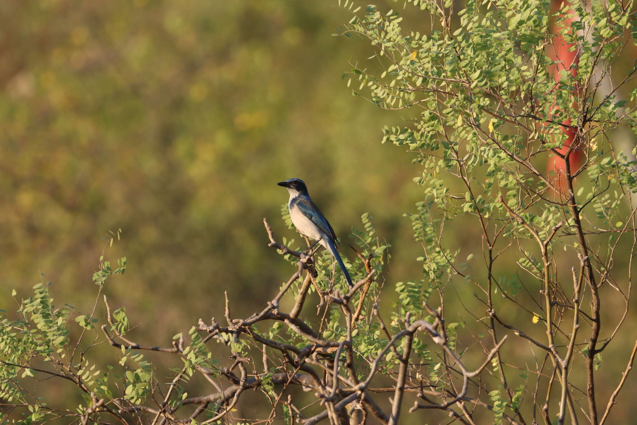 صورة Aphelocoma californica hypoleuca Ridgway 1887