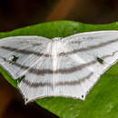 Sivun Acropteris inchoata Walker kuva