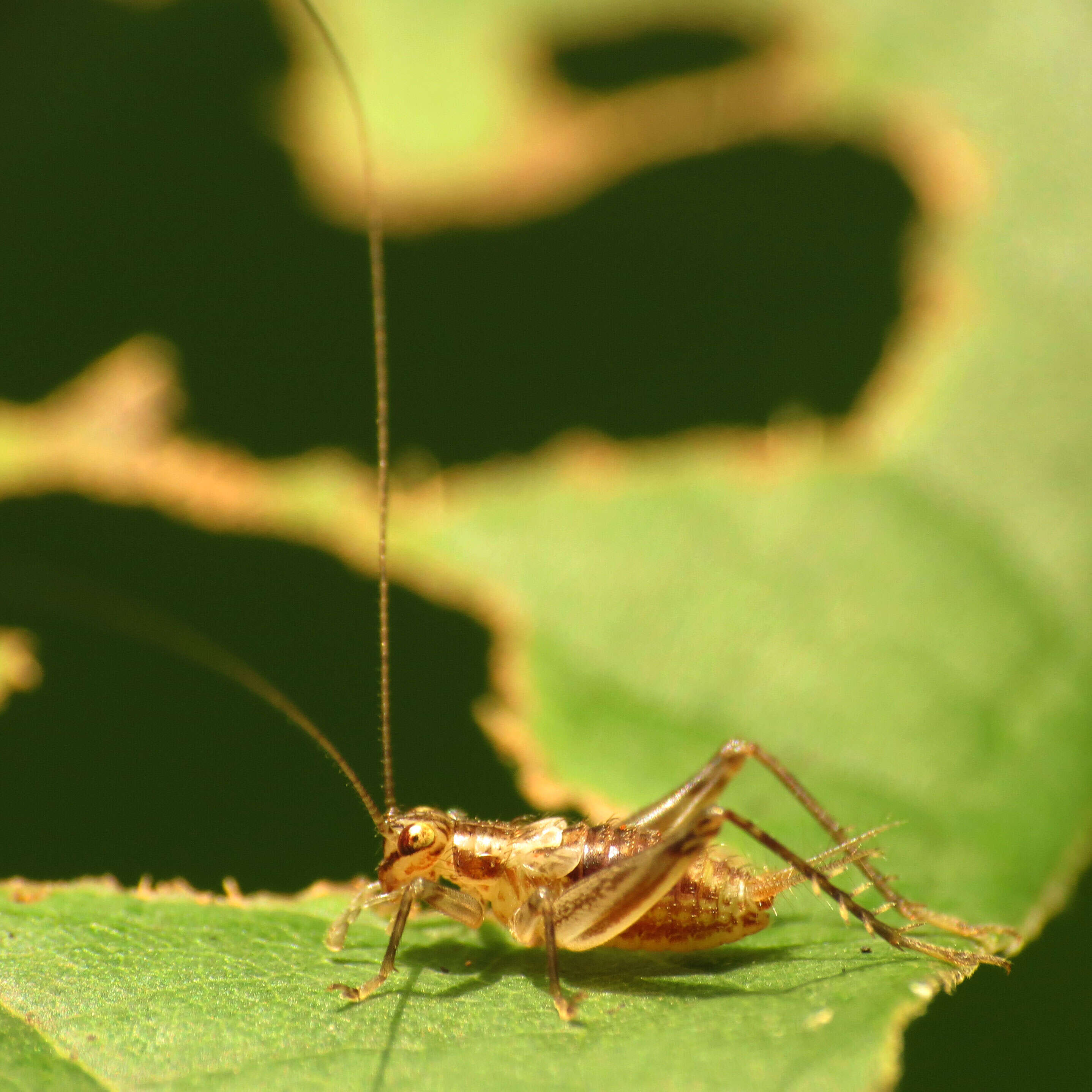 Image of Brown Trigs