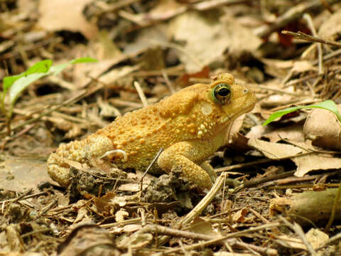 Imagem de Anaxyrus americanus (Holbrook 1836)