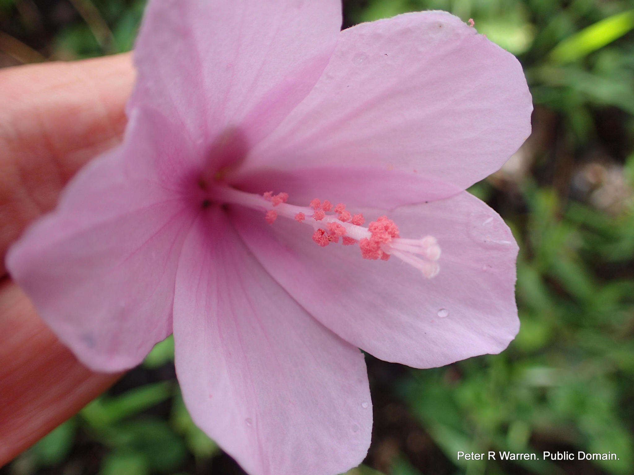 Image of Forest pink hibiscus