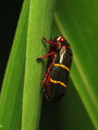 Image of Two-lined Spittlebug