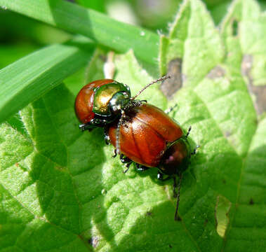 Image of Chrysomela populi