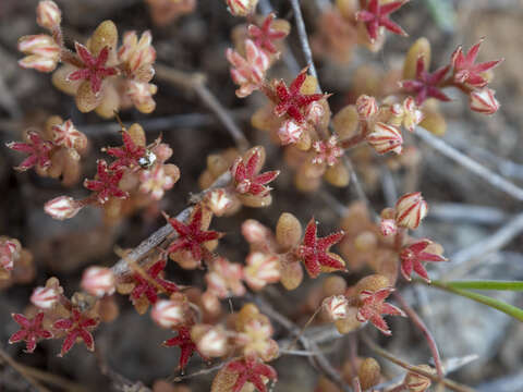 Image of Sedum rubens L.