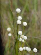 صورة Eriocaulon decangulare L.