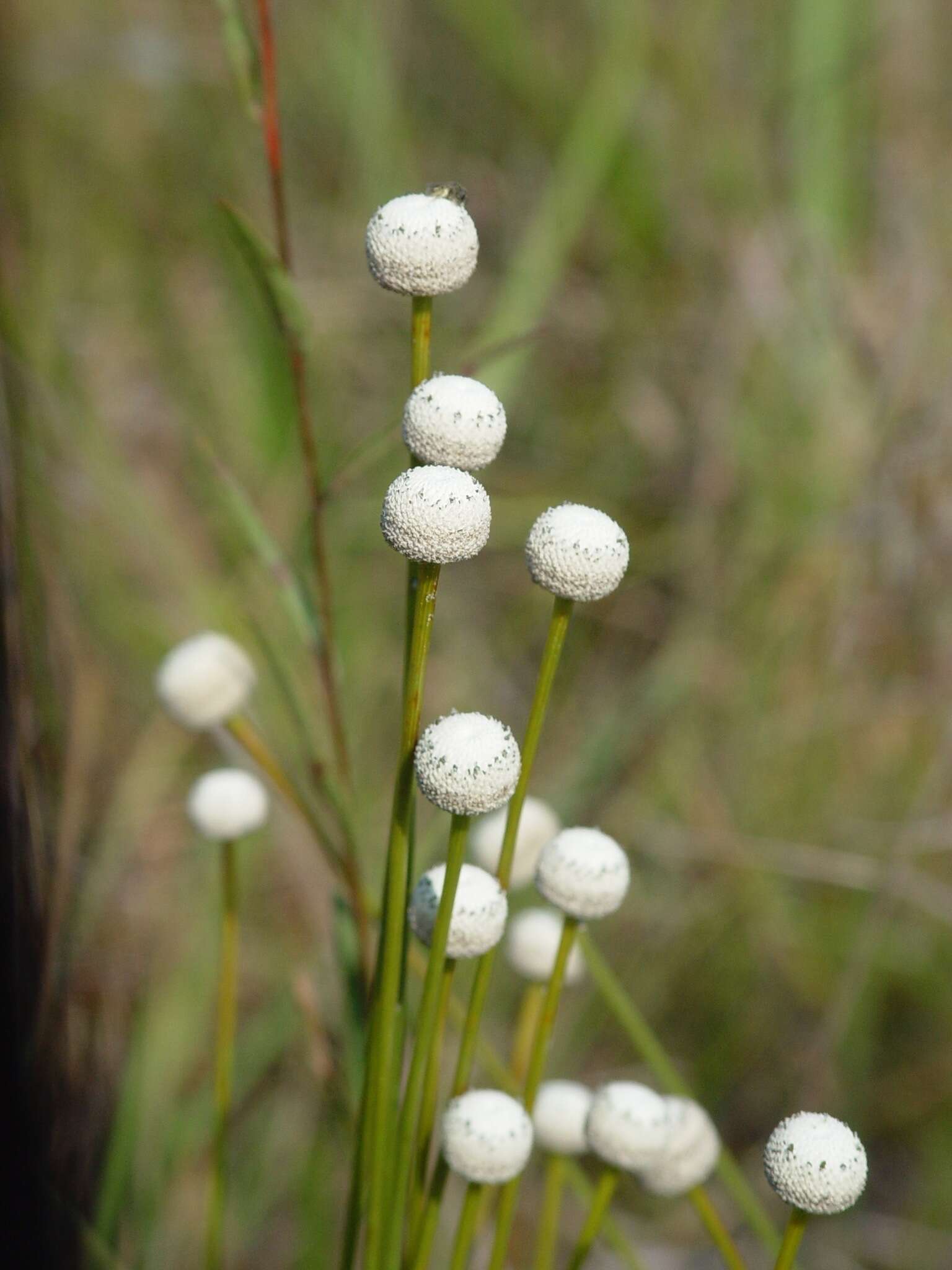 صورة Eriocaulon decangulare L.