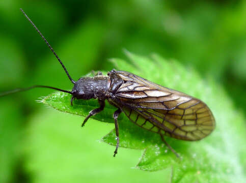 Image of Alderfly