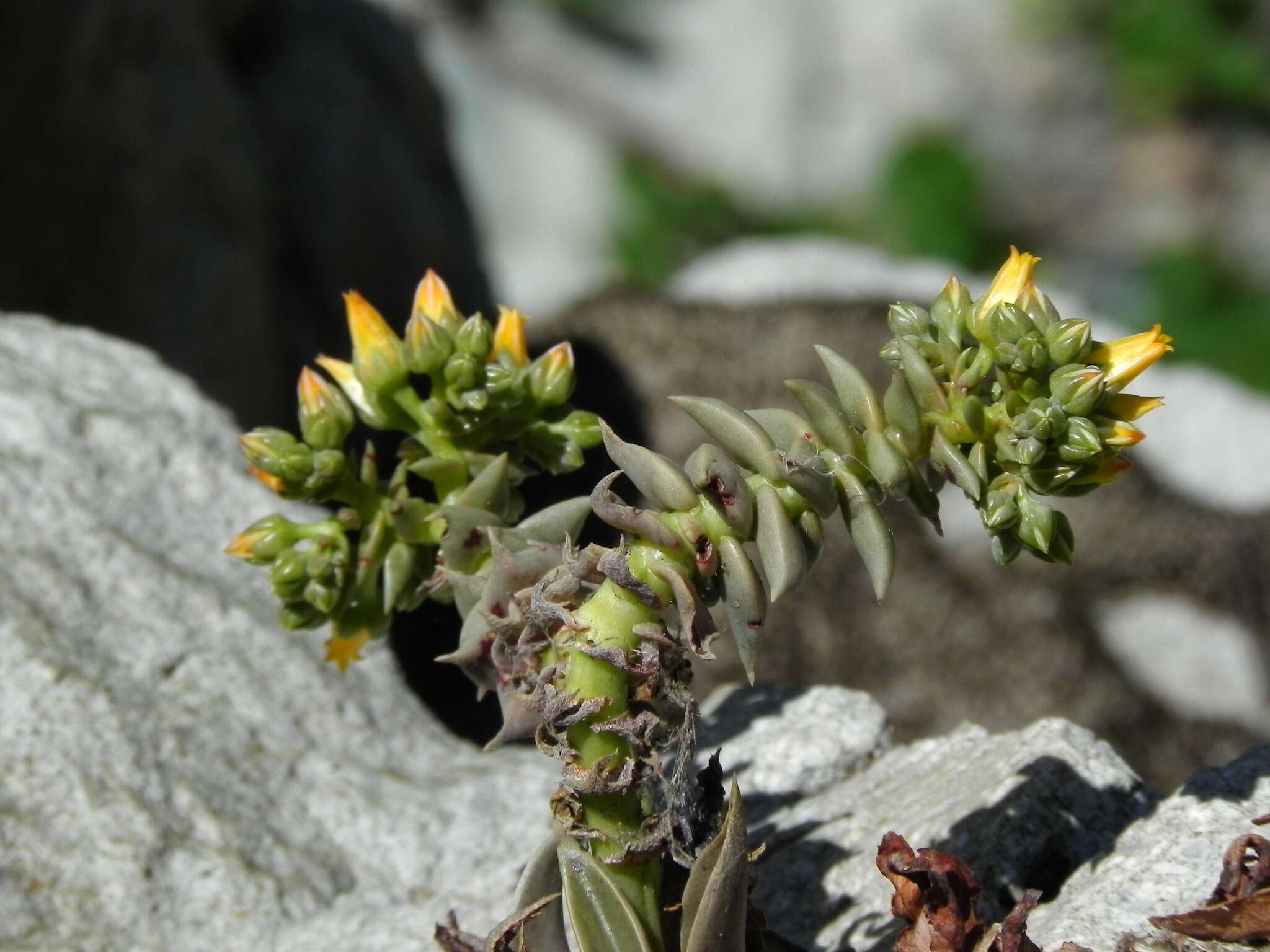 Plancia ëd Dudleya cymosa subsp. crebrifolia K. M. Nakai & Verity