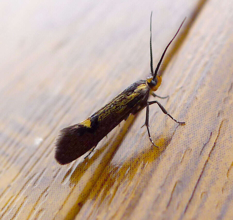 Image of Esperia sulphurella