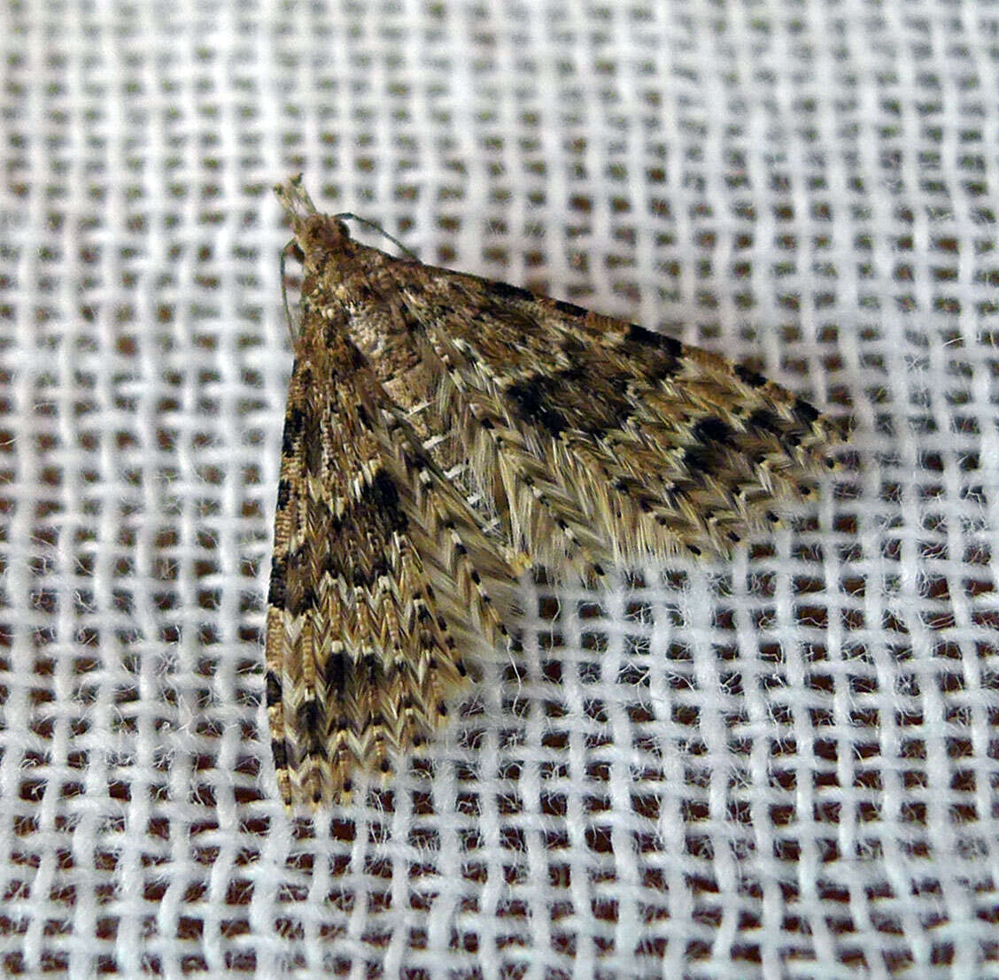 Image of twenty-plume moth