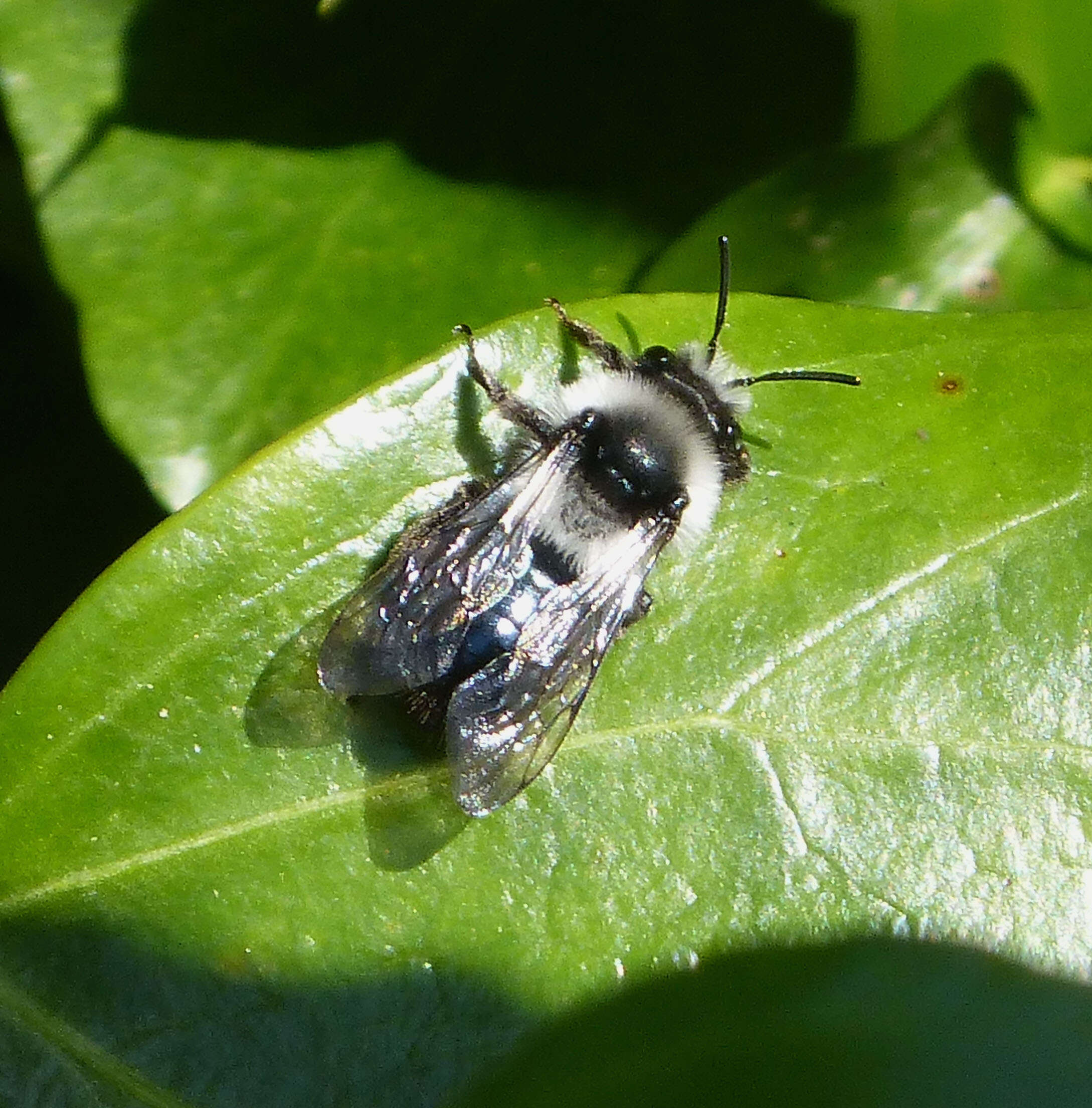 Image of Ashy Mining Bee