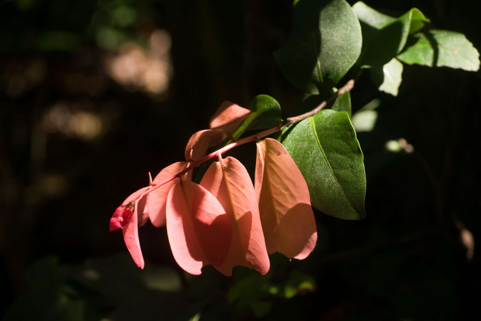 Image de Diospyros hillebrandii (Seem.) Fosberg