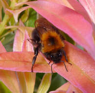 Image of Bombus hypnorum (Linnaeus 1758)