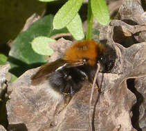 Image of Bombus hypnorum (Linnaeus 1758)