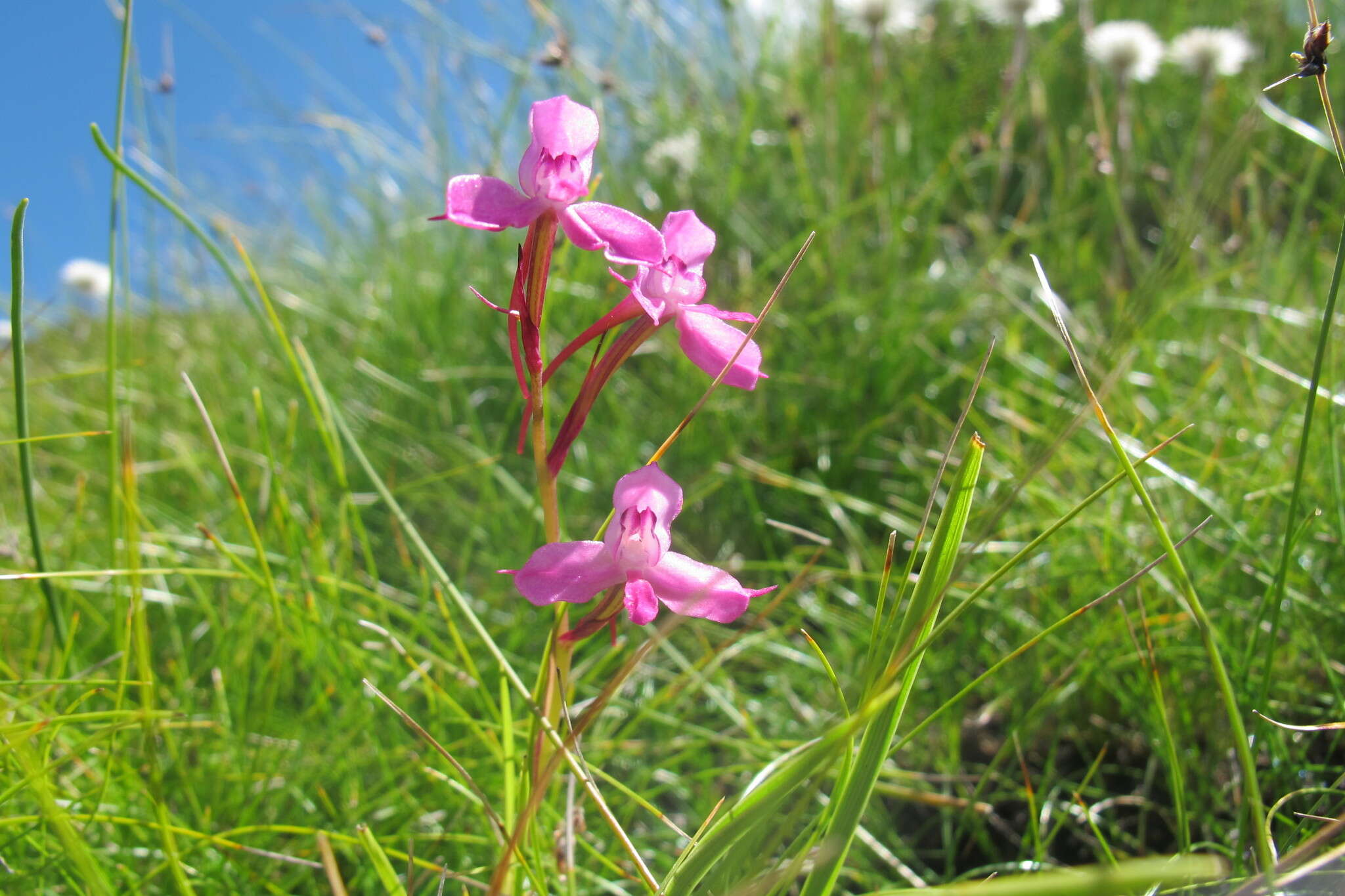 صورة Disa oreophila subsp. erecta H. P. Linder