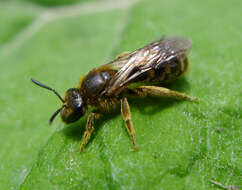 Plancia ëd Lasioglossum halictoides (Smith 1858)