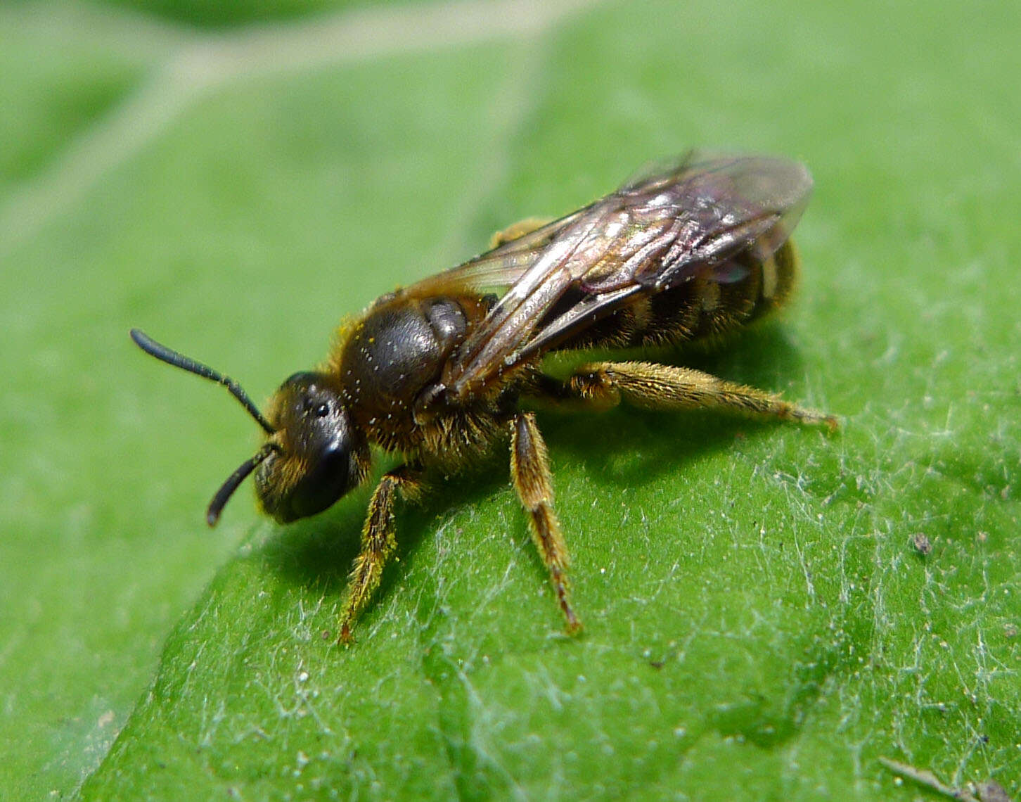 Image of Lasioglossum halictoides (Smith 1858)