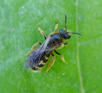 Image of Lasioglossum halictoides (Smith 1858)