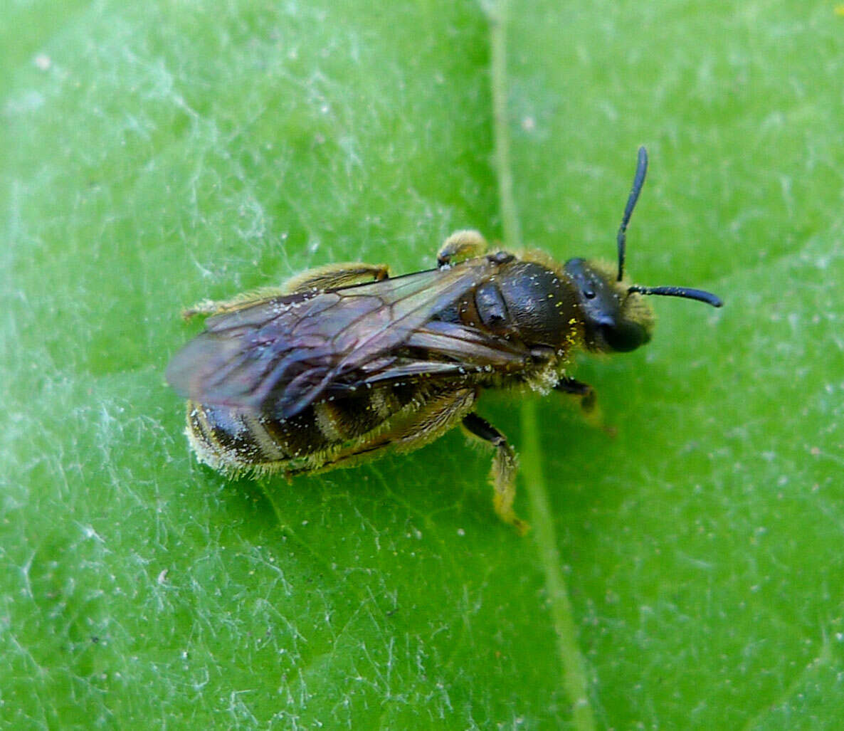 Plancia ëd Lasioglossum halictoides (Smith 1858)