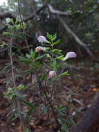 Image of Etonia rosemary