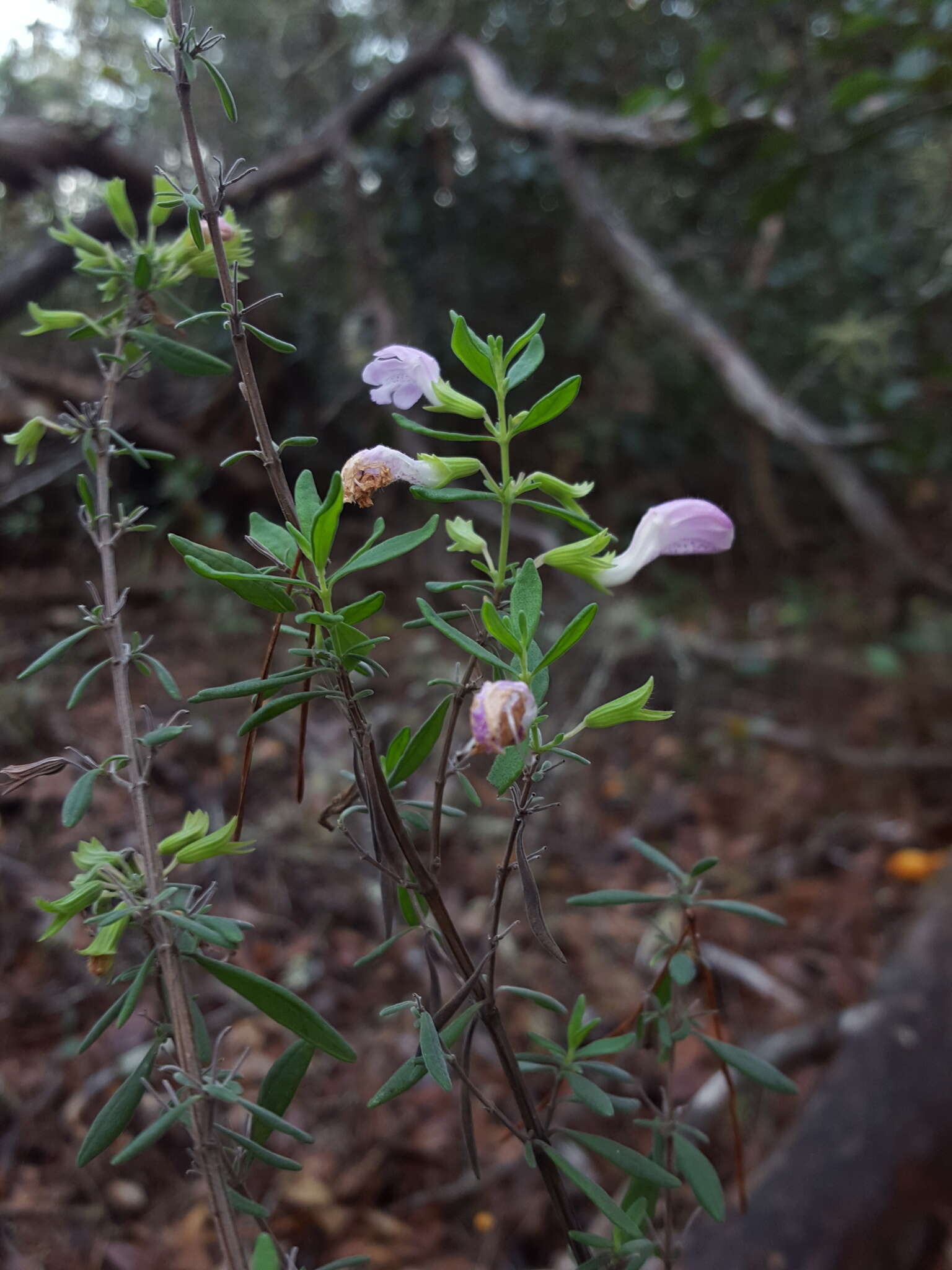 Image of Etonia rosemary