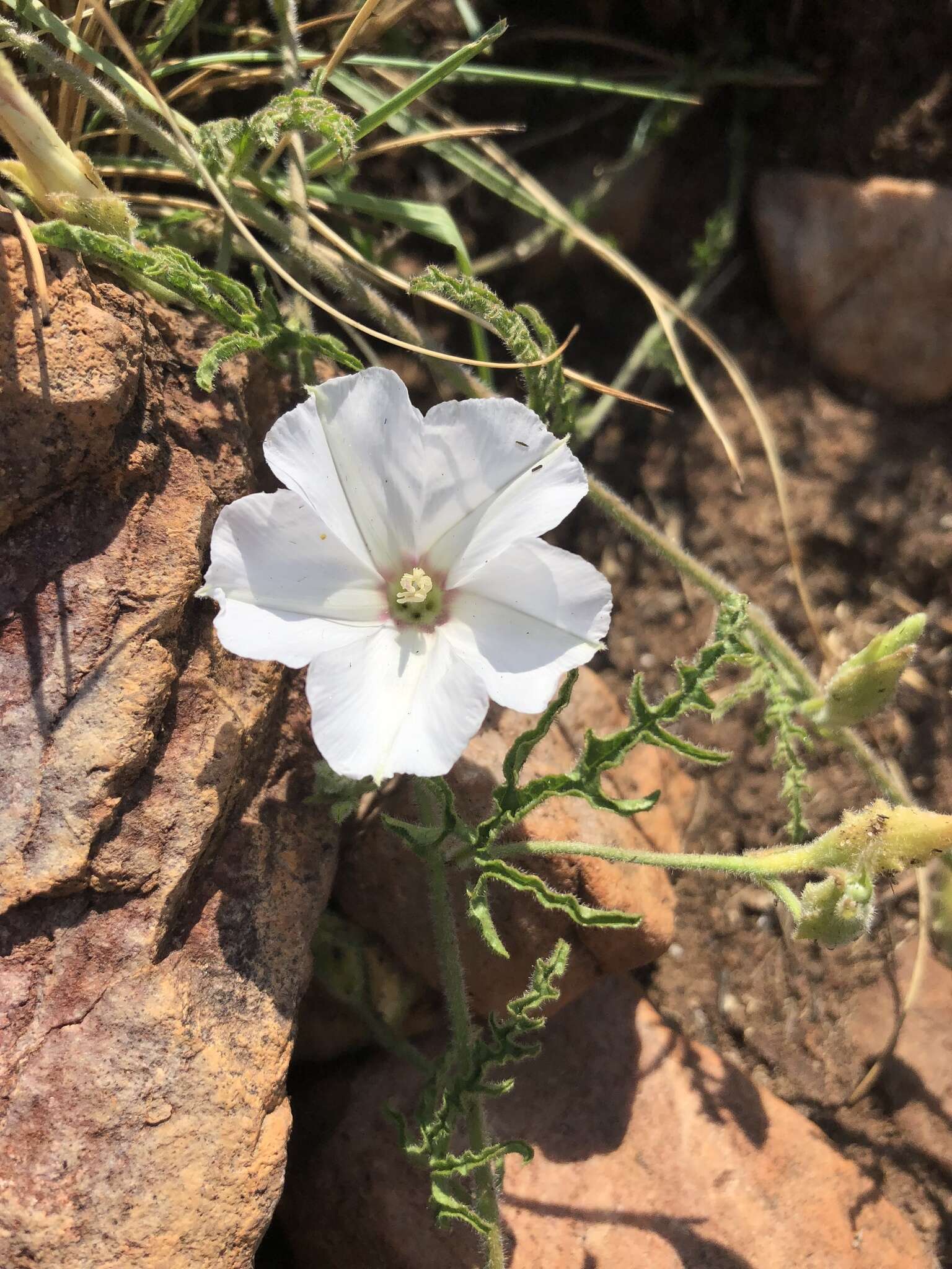 Plancia ëd Convolvulus thunbergii Roem. & Schult.