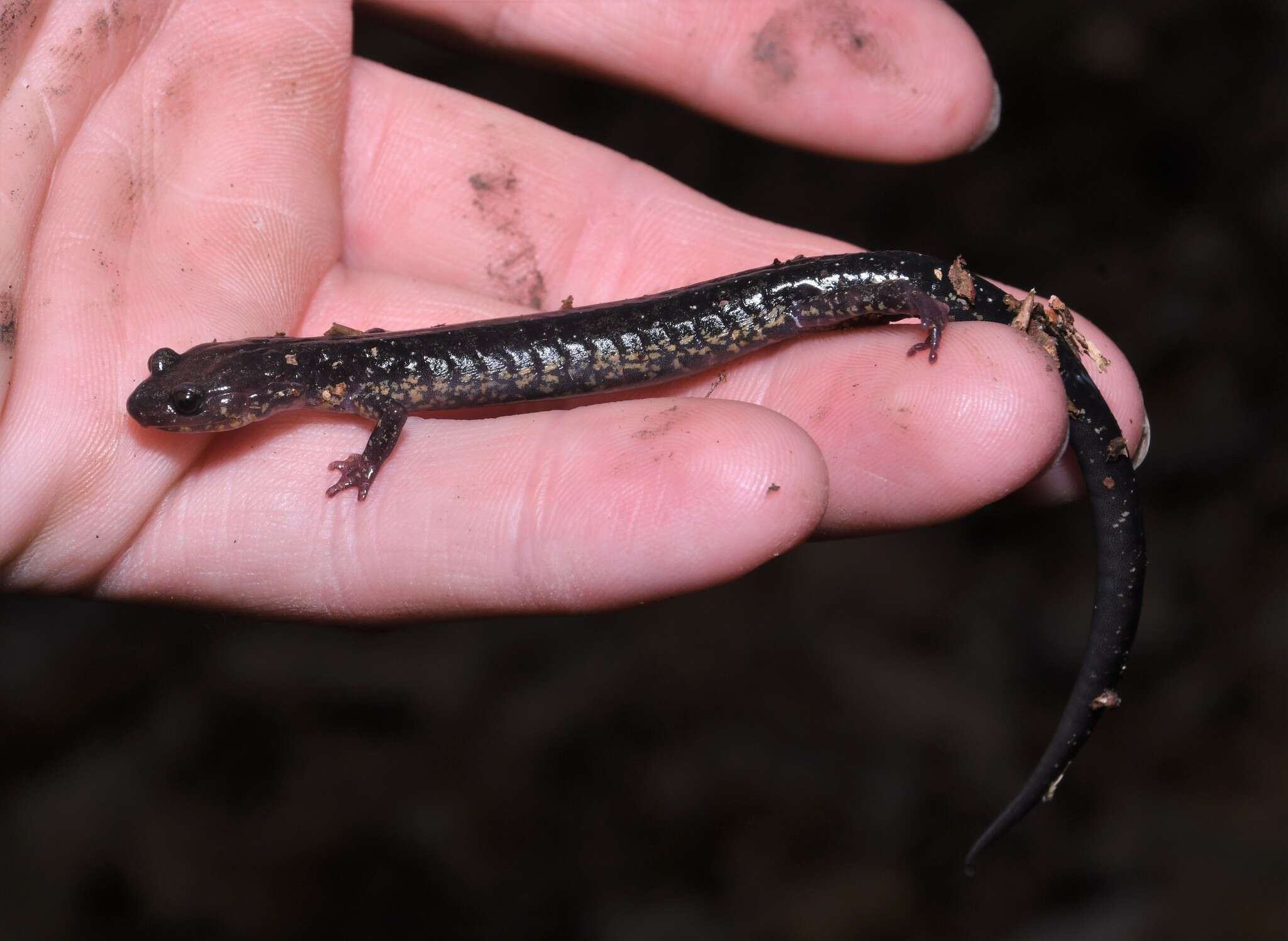 Image of Blacksburg Salamander