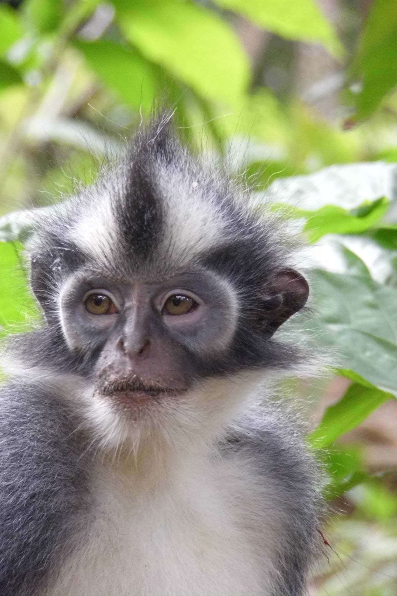 Image of North Sumatran Leaf Monkey