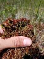 Imagem de <i>Sphagnum medium</i>