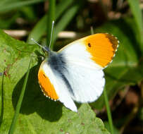 Image of orange tip