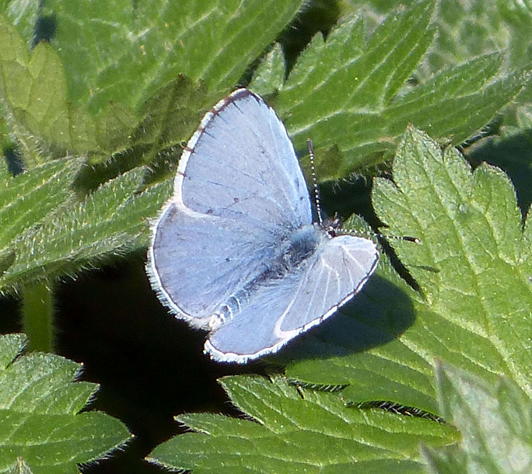 Image of holly blue