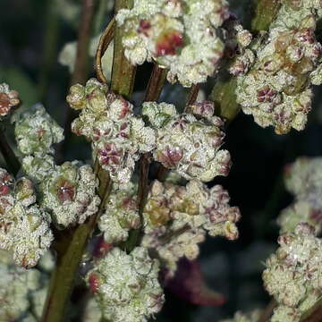 Plancia ëd Chenopodium opulifolium Schrader