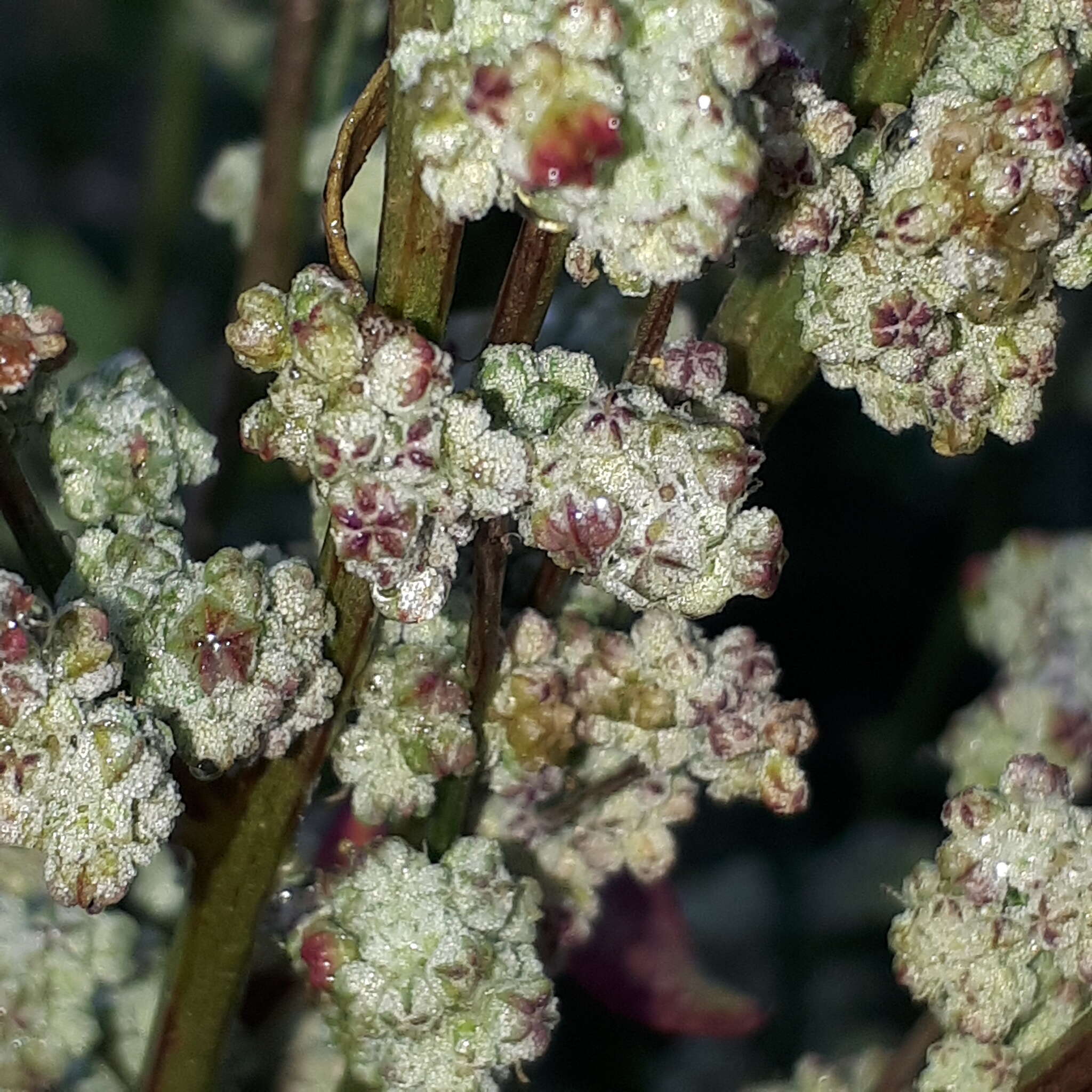 Image of Grey Goosefoot