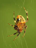 Image of Spotted Orbweaver