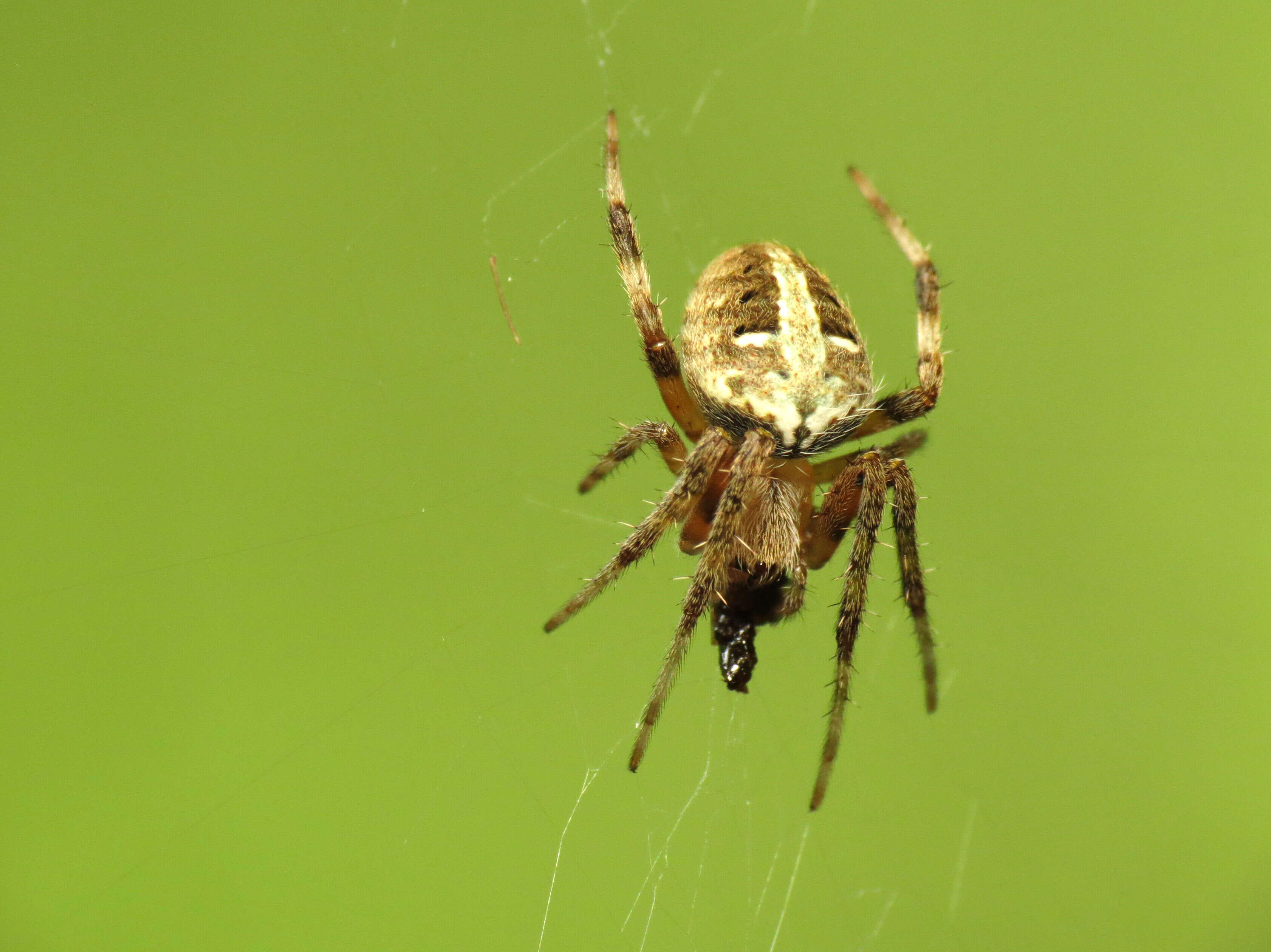 Image of Spotted Orbweaver