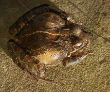 Image of Gray's Stream Frog