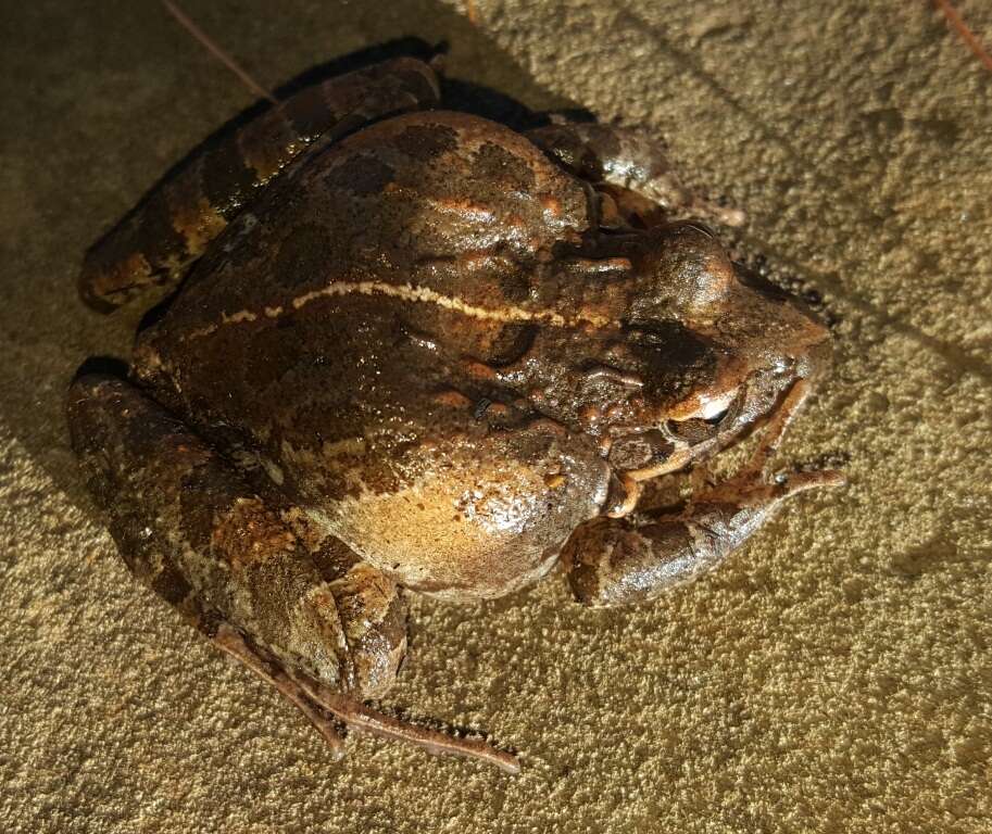 Image of Gray's Stream Frog