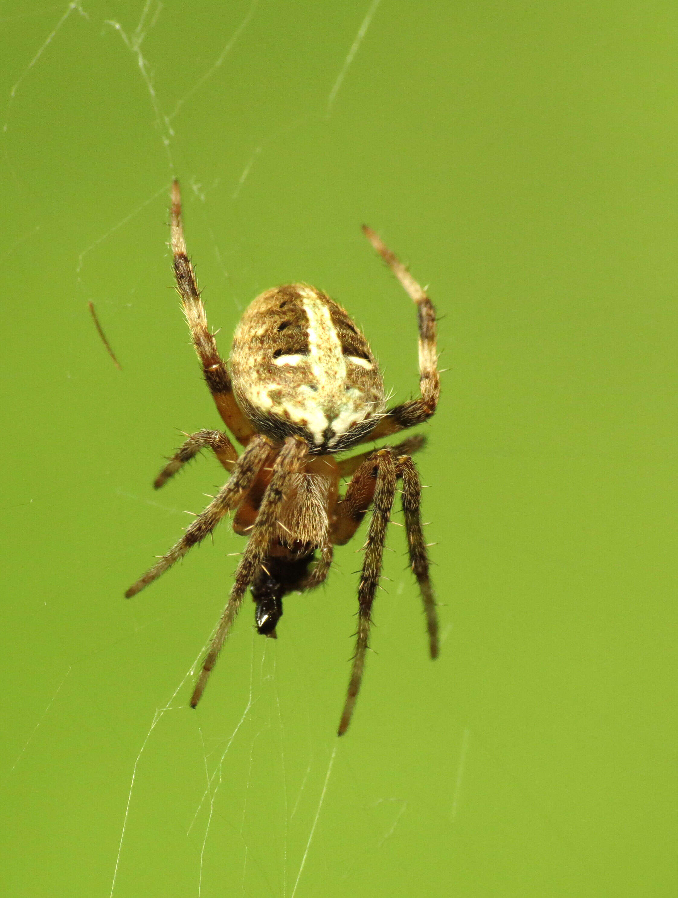 Image of Spotted Orbweaver