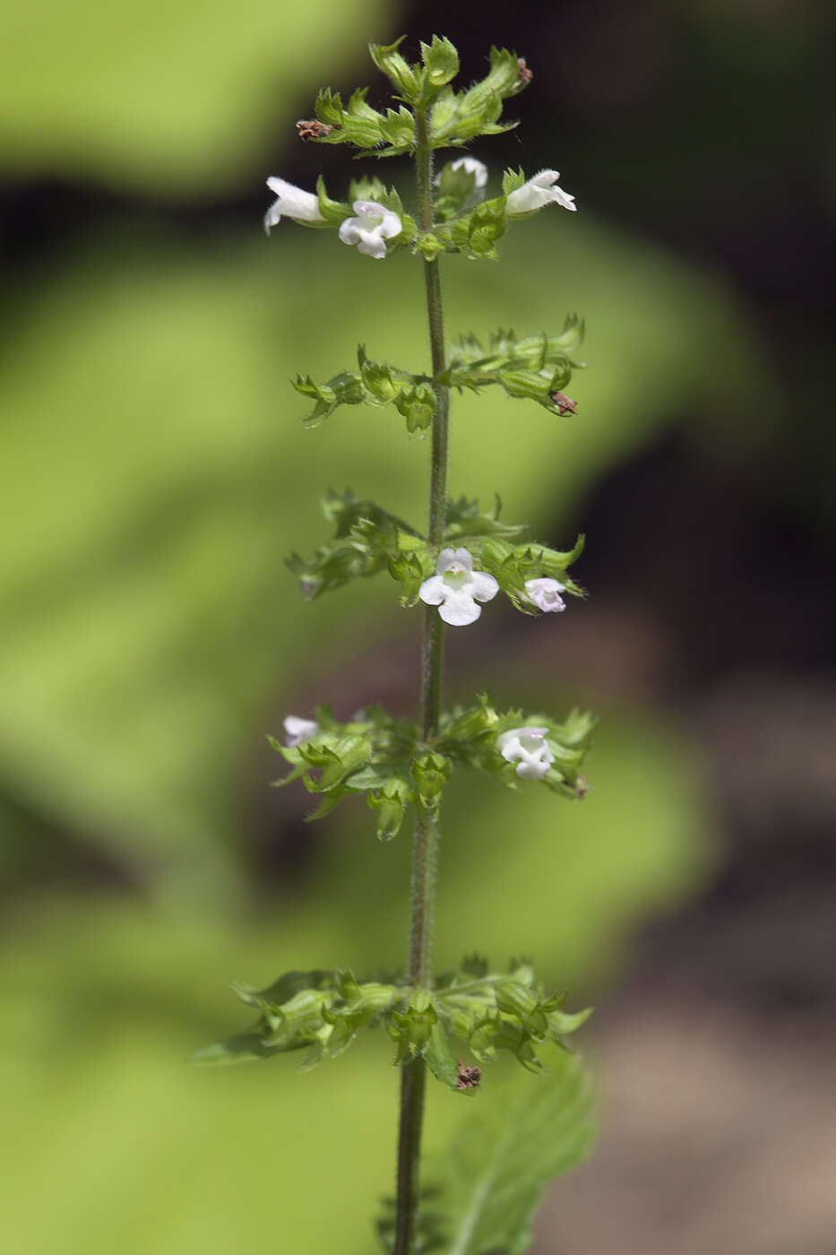 Clinopodium micranthum (Regel) H. Hara resmi