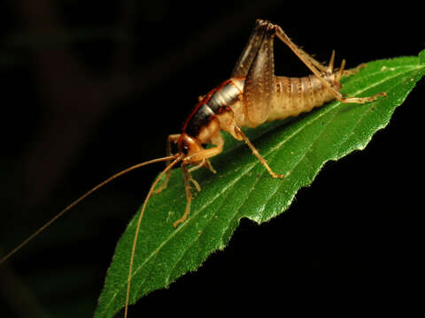 Image of house cricket