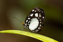 Imagem de Neptis praslini Boisduval 1832