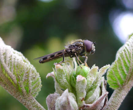 Слика од <i>Platycheirus albimanus</i>