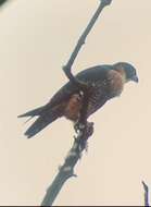 Image of Orange-breasted Falcon