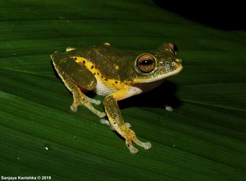 Image of Pseudophilautus poppiae (Meegaskumbura & Manamendra-Arachchi 2005)