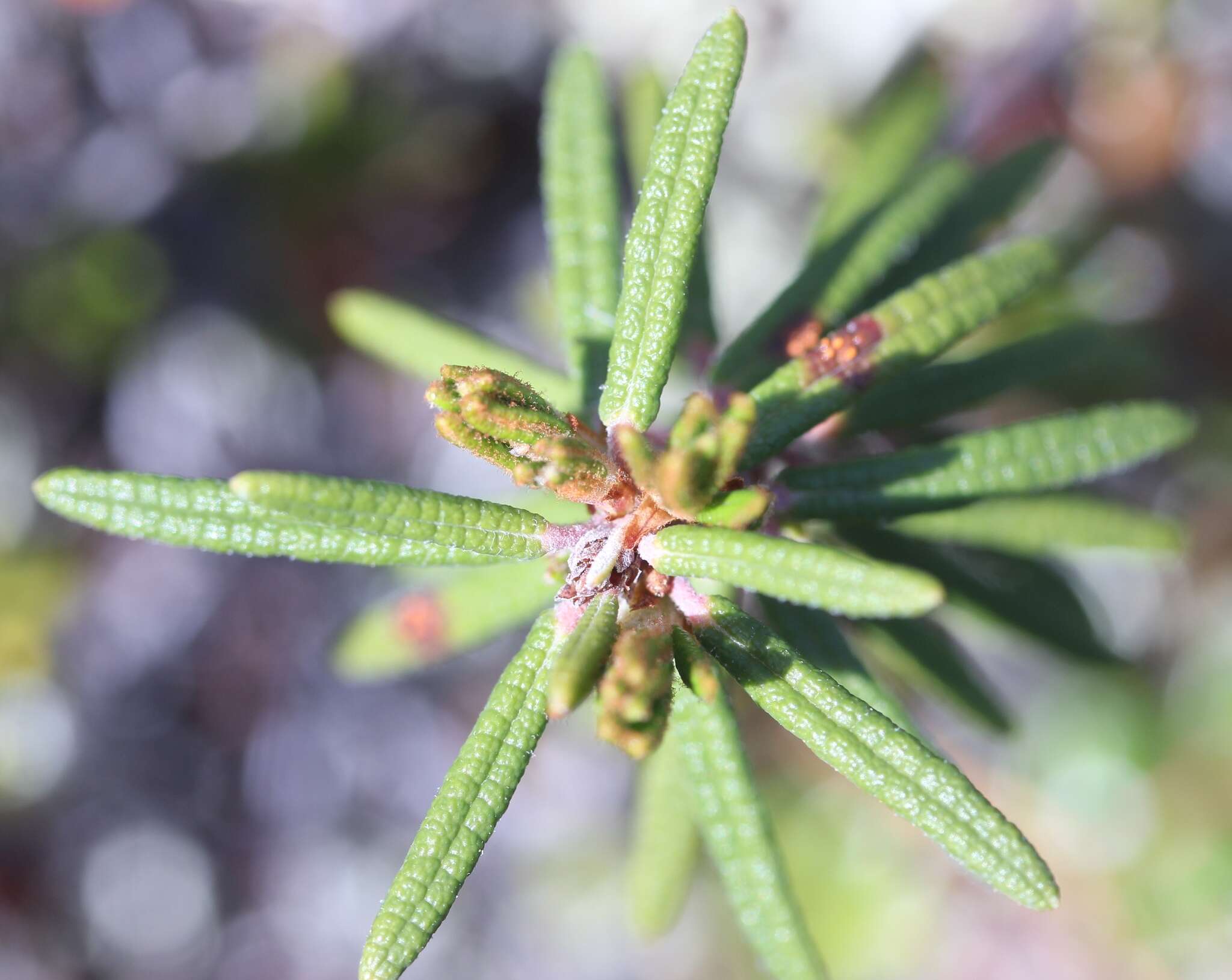 Imagem de Rhododendron tomentosum subsp. decumbens (Aiton) Elven & D. F. Murray