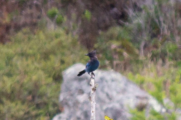 Image of Steller's Jay