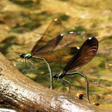 Image of Ebony Jewelwing