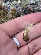 Image of Eight-Petal Mountain-Avens