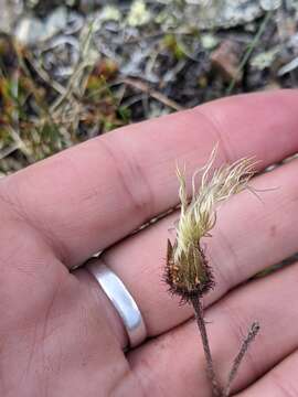 Imagem de Dryas octopetala var. asiatica (Nakai) Nakai