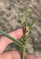 Image of Brown-Top Liverseed Grass